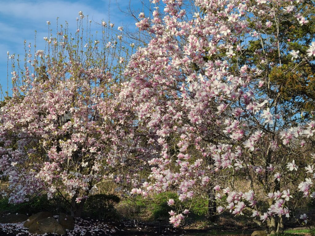 magnolias West Cape May NJ